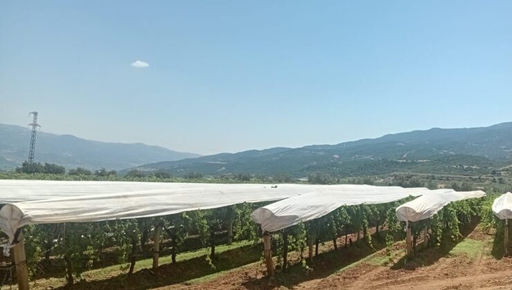 Sarıgöl Ovası beyaza bürünmeye başladı