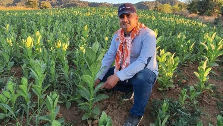 Sarıgöl’de tütün kırımı başladı