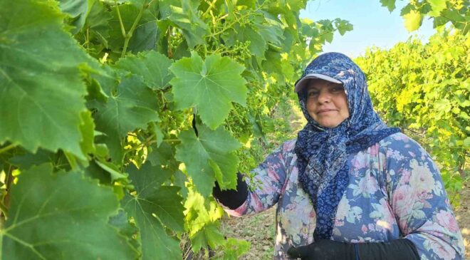 Sarıgöl’de üzüm bağlarında imece mesaisi