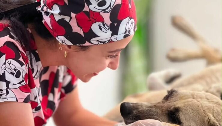 Gözüne bağ çubuğu saplanan köpek yeniden hayata tutundu