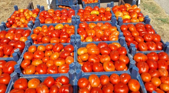 Meşhur Kemerdamları domatesinde hasat başladı