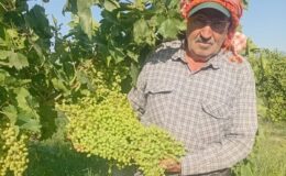Sarıgöl’de dev salkımlar ihracat yolunda