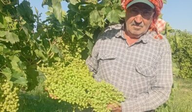 Sarıgöl’de dev salkımlar ihracat yolunda