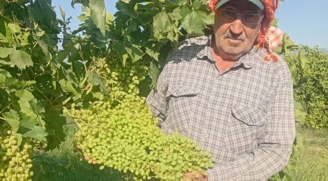 Sarıgöl’de dev salkımlar ihracat yolunda