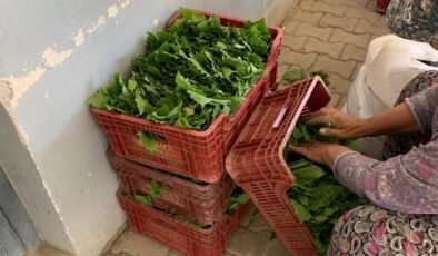 Sarıgöl’de yaprak fiyatları 35-40 TL’ye geriledi