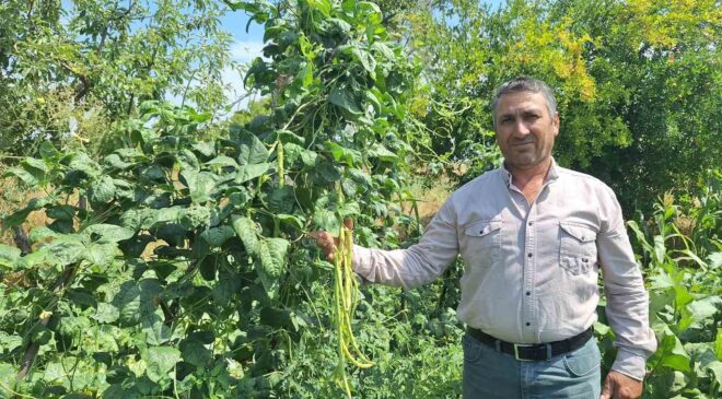 Börülce üreticisinin yüzü gülüyor