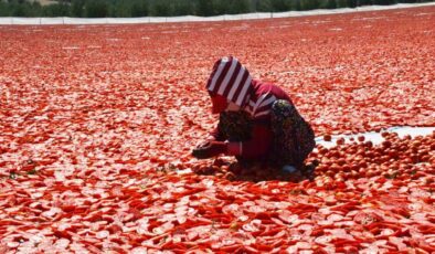 Domatesler güneşle buluştu, Gediz Ovası kırmızıya büründü