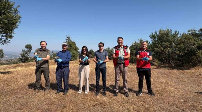Manisa Gördes’te ekolojik denge için doğaya 500 keklik bırakıldı