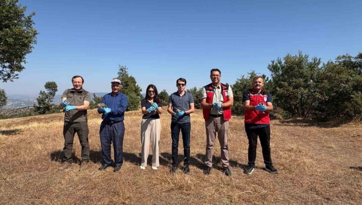 Manisa Gördes’te ekolojik denge için doğaya 500 keklik bırakıldı