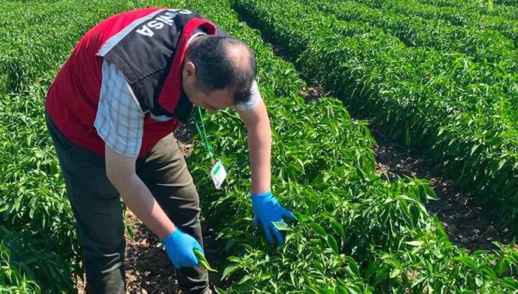 Manisa’da organik ürünlere pestisit analizleri başladı
