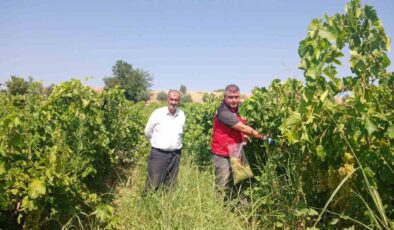 Manisa’da üzüm bağlarında hasat öncesi pestisit denetimi