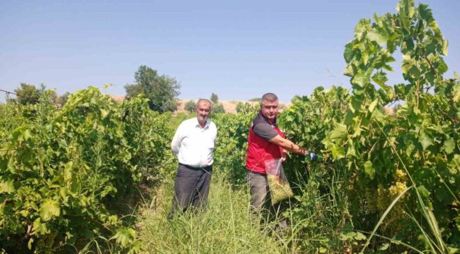 Manisa’da üzüm bağlarında hasat öncesi pestisit denetimi