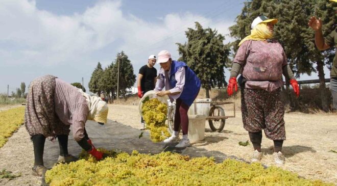 Manisa’da üzüm işçiliği ücretleri belli oldu