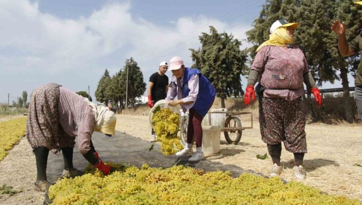 Manisa’da üzüm işçiliği ücretleri belli oldu
