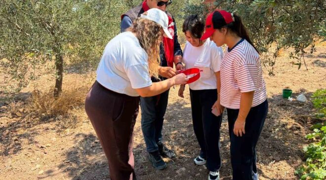 Manisa’da zeytin ve meyve bahçeleri zararlılara karşı takipte