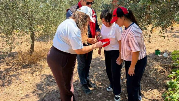 Manisa’da zeytin ve meyve bahçeleri zararlılara karşı takipte