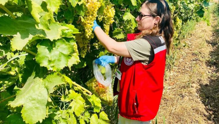 Manisa’nın organik üzümleri mercek altında