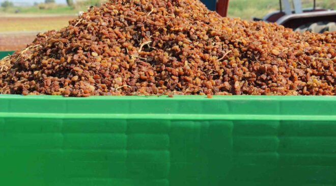 Organik kuru üzüm üreticisinin hasat yükü ’Box’ ile hafifledi