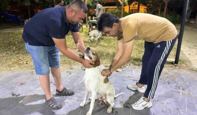 Sarıgöl’de av köpeklerine kuduz aşısı seferberliği