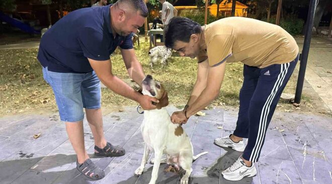 Sarıgöl’de av köpeklerine kuduz aşısı seferberliği