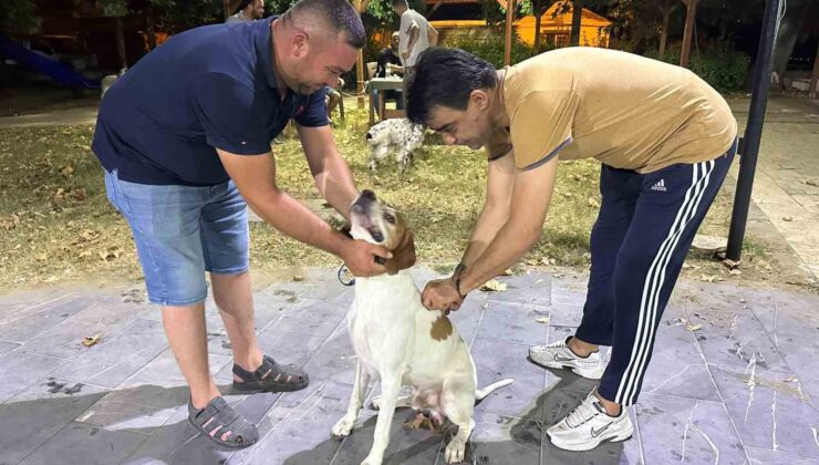 Sarıgöl’de av köpeklerine kuduz aşısı seferberliği