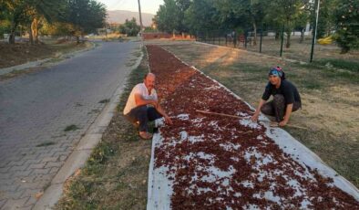 Sarıgöl’de sezonun ilk kuru üzümü çuvala girdi