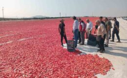 Saruhanlı’da 1.500 ton kuru domates ihraç ediliyor