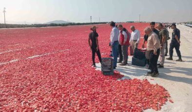 Saruhanlı’da 1.500 ton kuru domates ihraç ediliyor