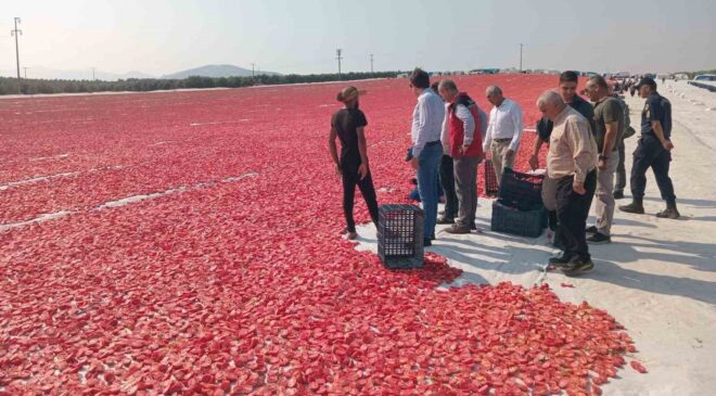 Saruhanlı’da 1.500 ton kuru domates ihraç ediliyor