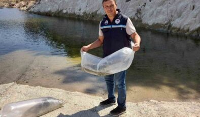 Soma’da baraj ve göletlere 250 bin yavru sazan bırakıldı