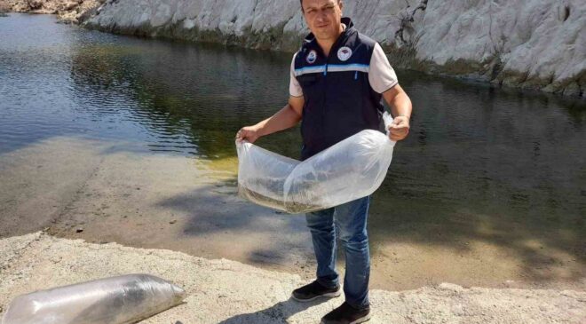 Soma’da baraj ve göletlere 250 bin yavru sazan bırakıldı