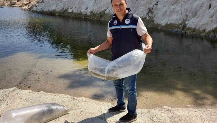 Soma’da baraj ve göletlere 250 bin yavru sazan bırakıldı