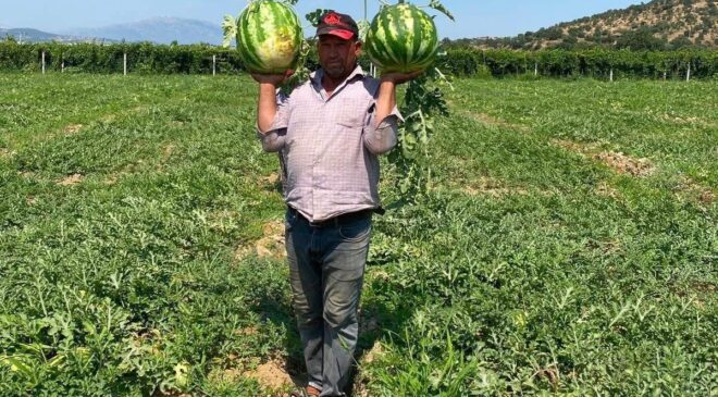 Tarlada para etmeyen karpuzu pazarda kendisi satıyor