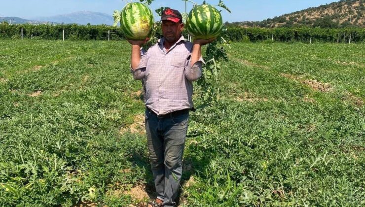 Tarlada para etmeyen karpuzu pazarda kendisi satıyor