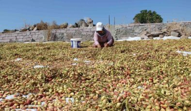 Yuntdağı fıstığı için hasat şenliği düzenlenecek