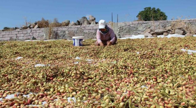 Yuntdağı fıstığı için hasat şenliği düzenlenecek