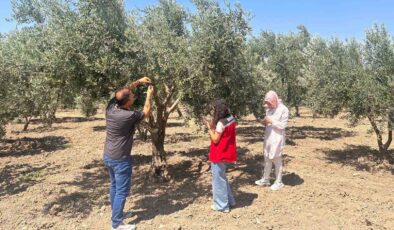 Zeytin sineğine karşı Manisa’da bahçeler tek tek kontrol ediliyor