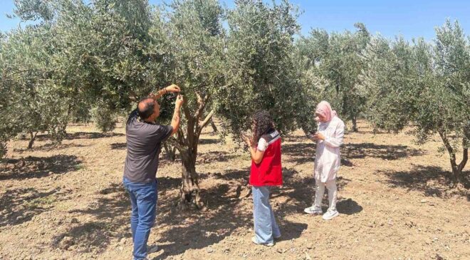 Zeytin sineğine karşı Manisa’da bahçeler tek tek kontrol ediliyor