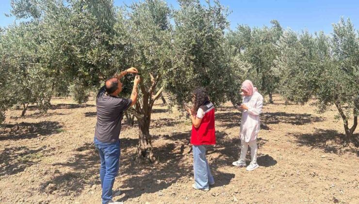 Zeytin sineğine karşı Manisa’da bahçeler tek tek kontrol ediliyor