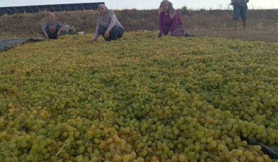 Fiyatlardaki dengesizlik çiftçiyi kuru üzüme sevk etti