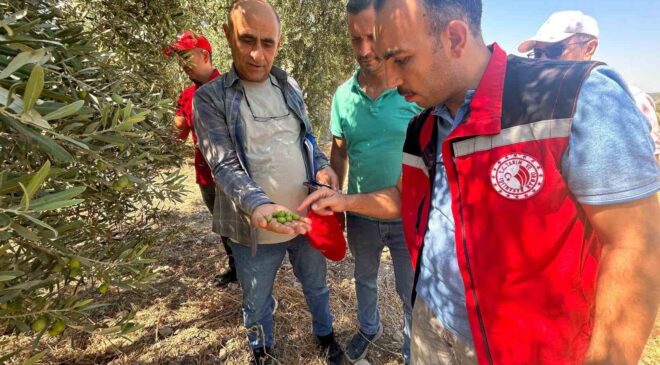 Manisa’da 2026 zeytin ve zeytinyağı rekoltesi sahada belirlenecek