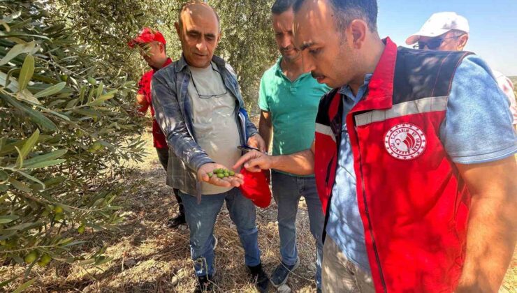 Manisa’da 2026 zeytin ve zeytinyağı rekoltesi sahada belirlenecek