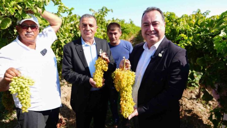 Manisa’da bağbozumu heyecanı başladı