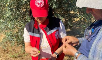 Manisa’da zeytin sineği uyarısı