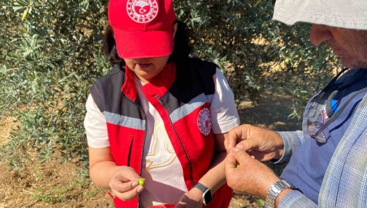 Manisa’da zeytin sineği uyarısı