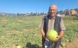 Manisalı çiftçi dede mirası ata tohumu karpuz geleneğini sürdürüyor