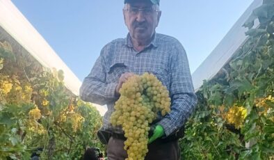 Sarıgöl’de 5,5 kiloluk dev üzüm salkımı