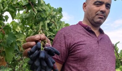 Sarıgöl’de yeni üzüm çeşidi merak uyandırdı