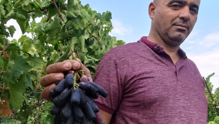 Sarıgöl’de yeni üzüm çeşidi merak uyandırdı
