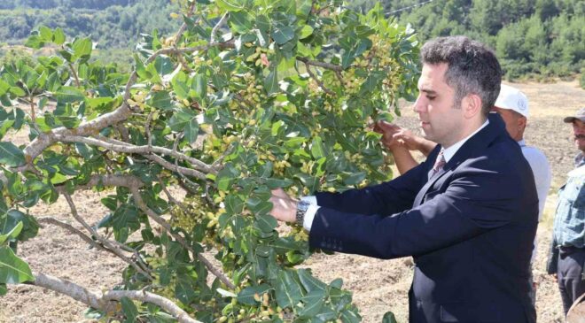 Selendi’nin ’Yeşil Altın’ın da hasat başladı